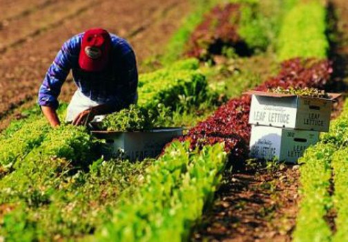 Agricoltura, bloccati in Abruzzo i contratti provinciali