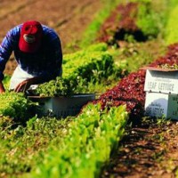 Fucino, la vita nei campi e il racconto del governo